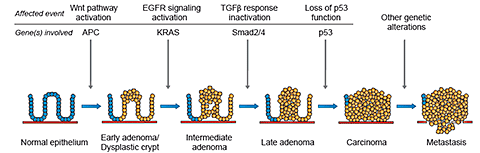 Colorectal cancer genes involved, Schistosomiasis freshwater snails